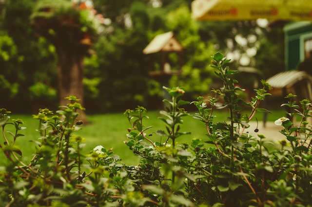 vriendelijke tuin