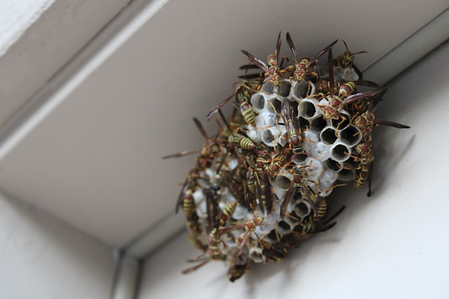 wespen nest
